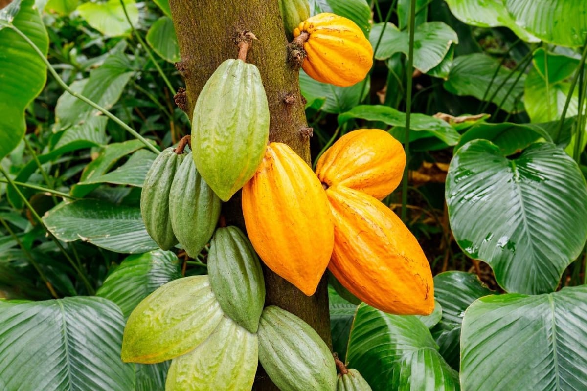 Côte d'Ivoire et Harvard unissent leurs forces pour une cacao-culture durable