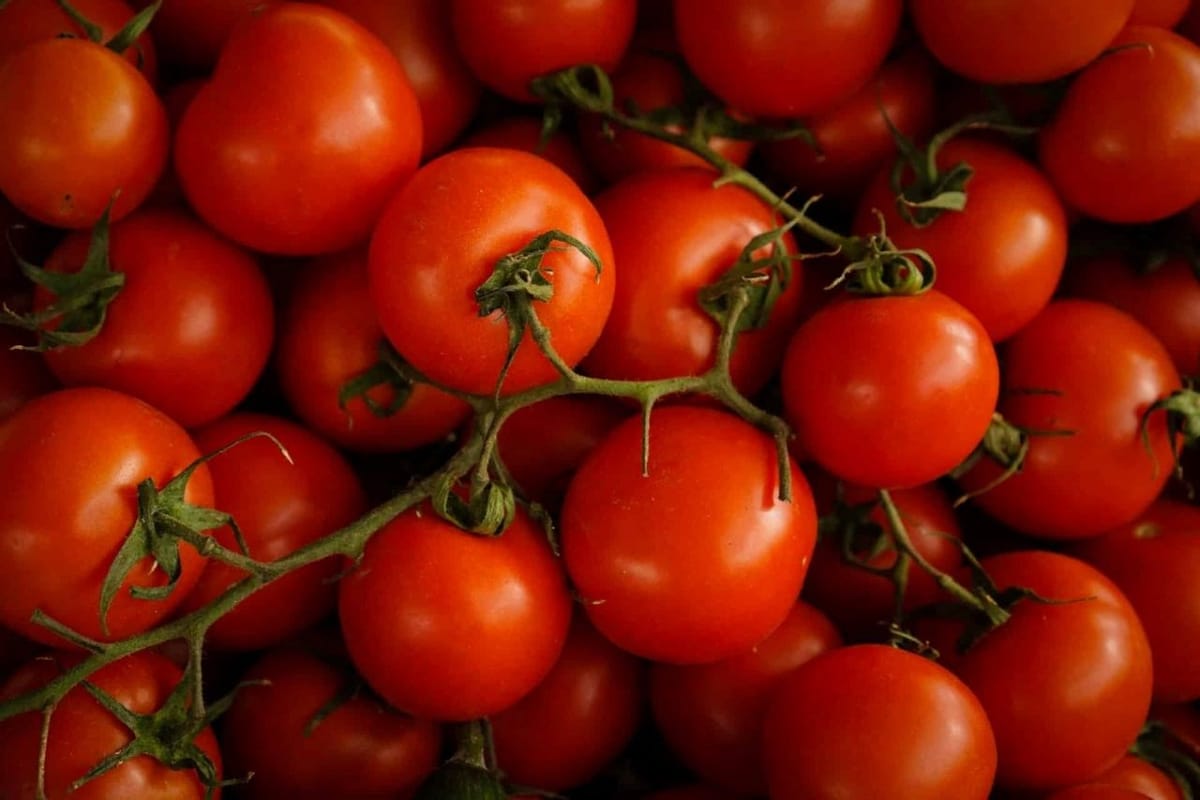 Niger reçoit 3 millions d'euros de l'Italie pour booster la production de tomate
